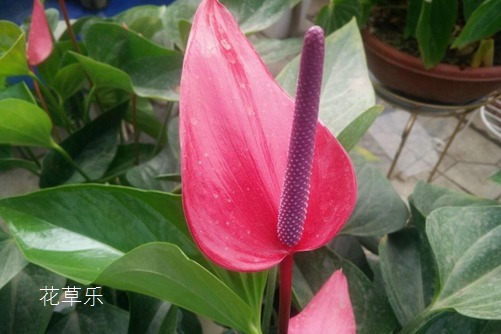 绿豆莲子汤国产ts紫苑在线观看，解锁古老智慧的现代健康宝藏