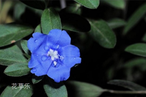 松纳镜头黄色亚洲av免费在线观看捕捉光影的艺术，定格时间的魔术师