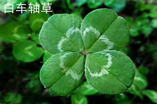 富士XC镜头与XF镜头黄色亚洲av免费在线观看，探索光学艺术的双重魅力