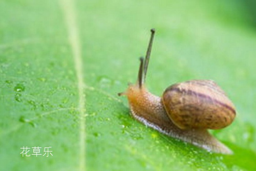 偶像星愿动漫国产亚洲aⅴ在线观看，璀璨星光下的青春誓言与梦想追逐